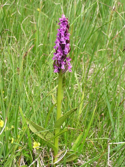 Dactylorhiza...